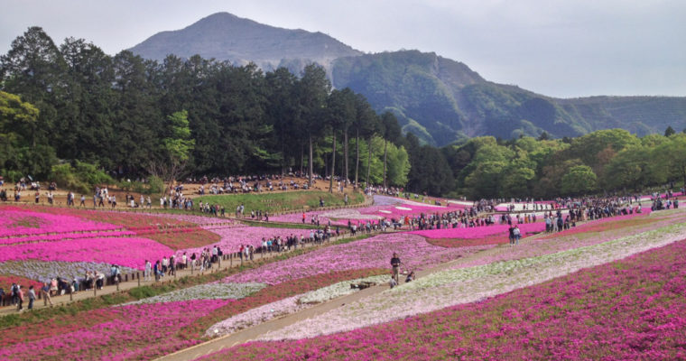 Shibazakura: inmensos campos de flores en Japón