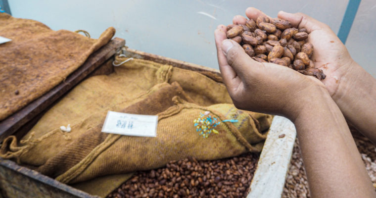 Dégustation de chocolats, le cacao péruvien