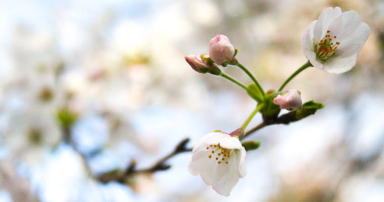 Temporada de sakura: un clásico japonés