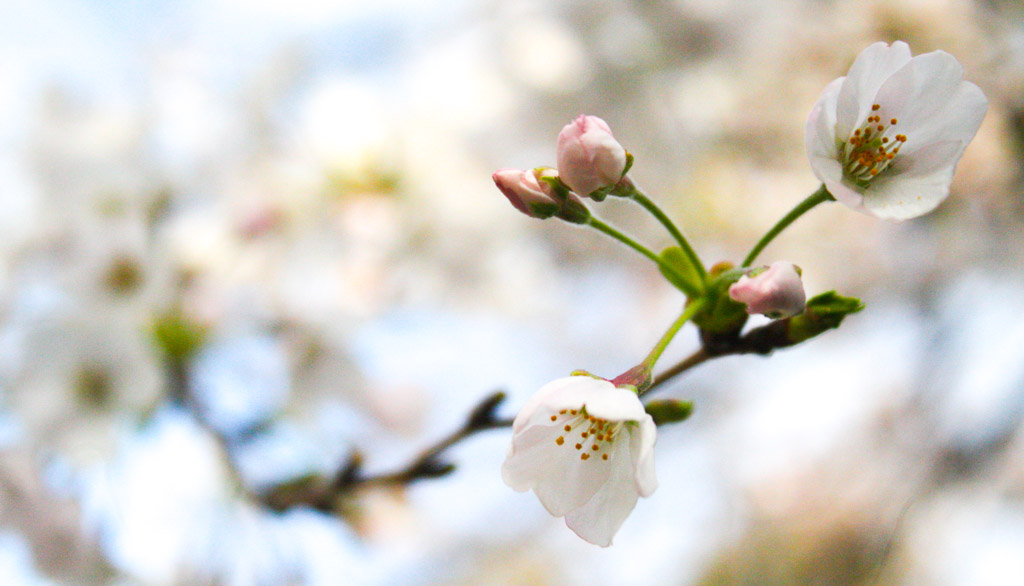 Temporada de sakura: un clásico japonés